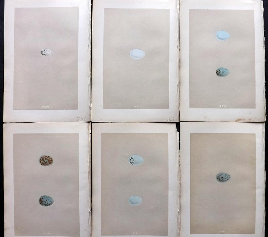 Morris, Francis 1875 Lot of 6 Antique Bird Egg Prints: Woodblocks Published 1875 by John C. Nimmo, London for "A Natural History of the Nests and Eggs of British Birds" By the Rev. Francis Orpen Morris, printed Benjamin Fawcett. Printed in colours and fin