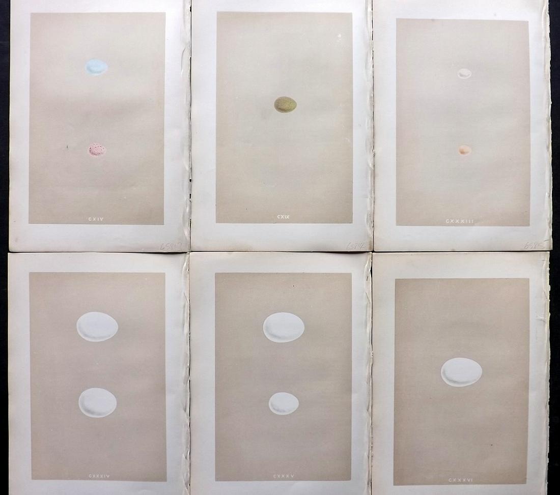Morris, Francis 1875 Lot of 6 Antique Bird Egg Prints: Woodblocks Published 1875 by John C. Nimmo, London for "A Natural History of the Nests and Eggs of British Birds" By the Rev. Francis Orpen Morris, printed Benjamin Fawcett. Printed in colours and fin