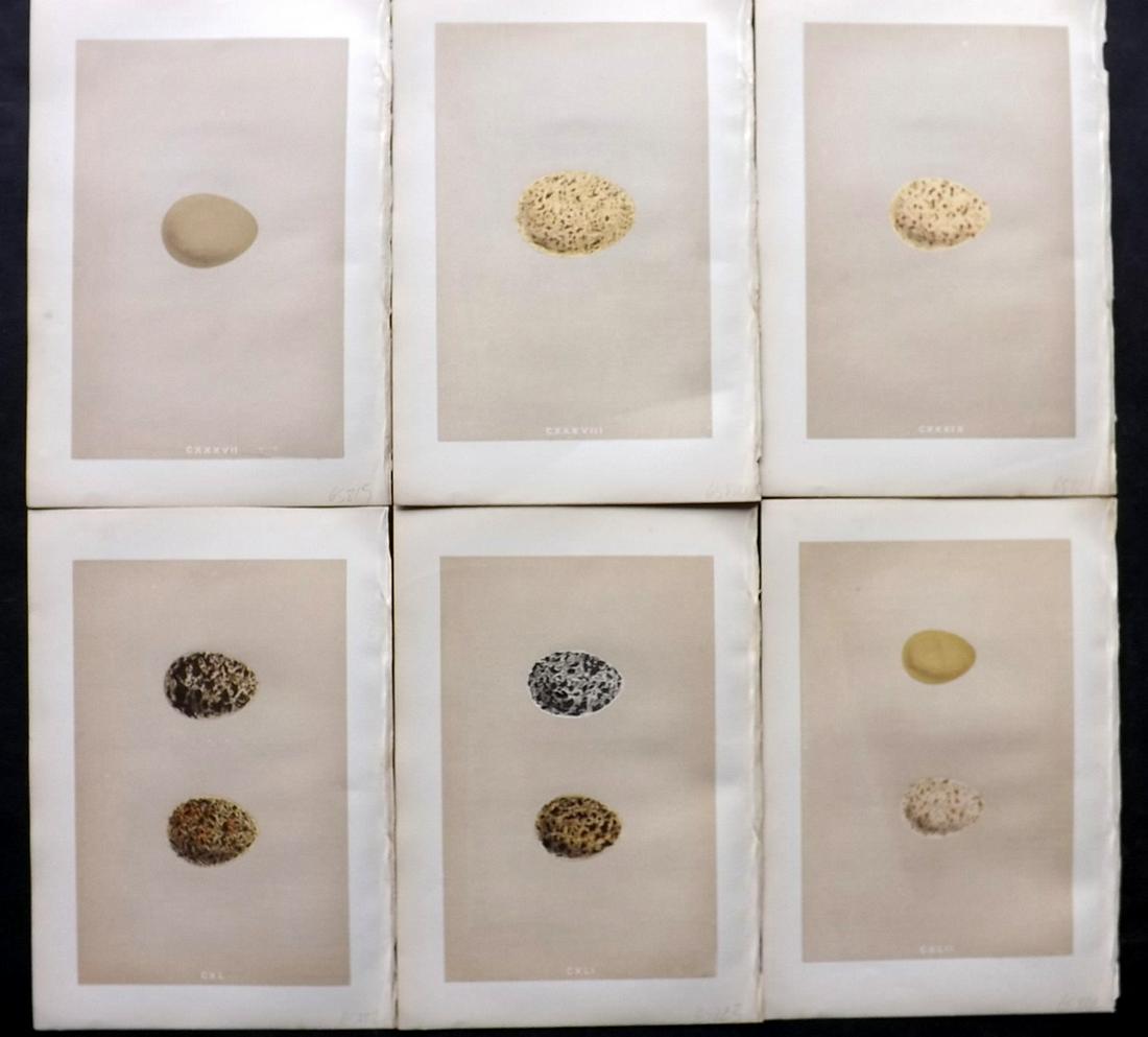 Morris, Francis 1875 Lot of 6 Antique Bird Egg Prints (1 of 2)
