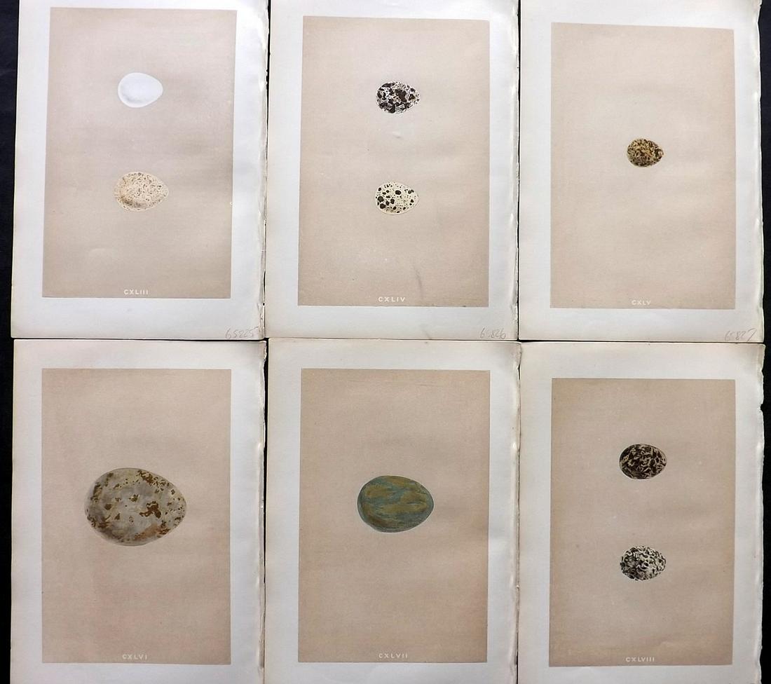 Morris, Francis 1875 Lot of 6 Antique Bird Egg Prints: Woodblocks Published 1875 by John C. Nimmo, London for "A Natural History of the Nests and Eggs of British Birds" By the Rev. Francis Orpen Morris, printed Benjamin Fawcett. Printed in colours and fin