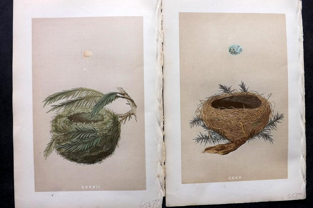 Morris, Francis 1875 Pair of Antique Bird Nest Prints: Woodblocks Published 1875 by John C. Nimmo, London for "A Natural History of the Nests and Eggs of British Birds" By the Rev. Francis Orpen Morris, printed Benjamin Fawcett. Printed in colours and fin