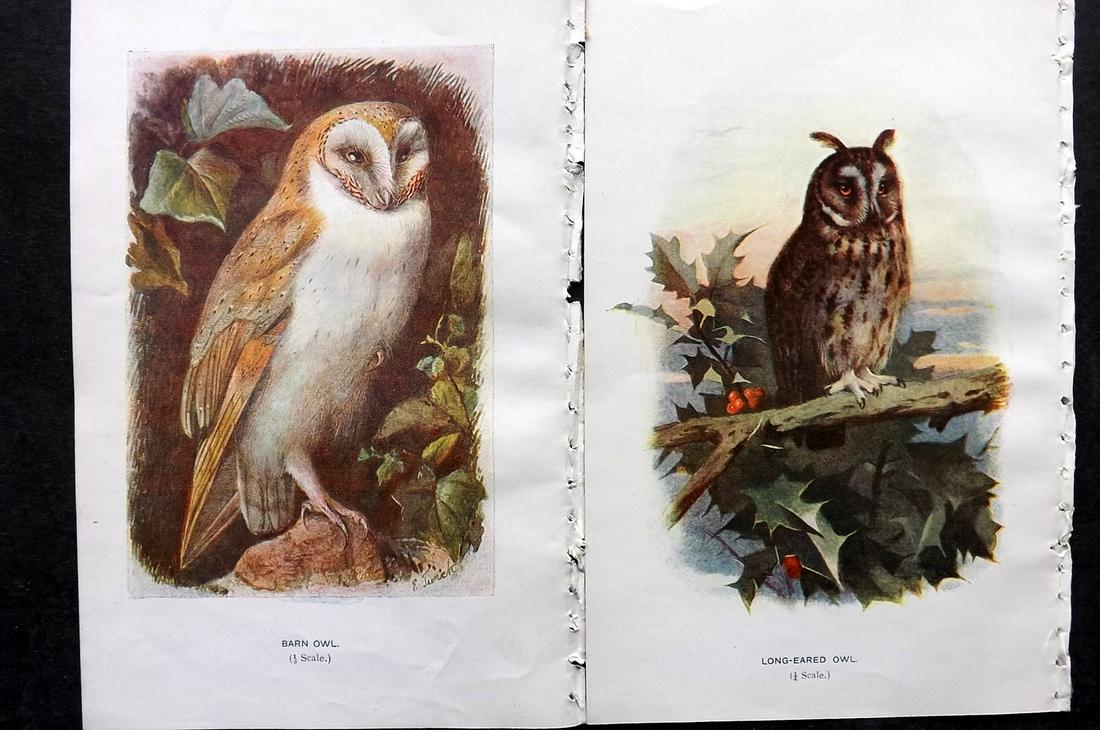 Swaysland, Walter 1901 Pair of Antique Owl Prints (1 of 2)