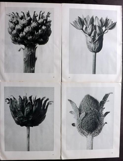 Blossfeldt, Karl 1935 Lot of 4 Botanical Prints (1 of 2)