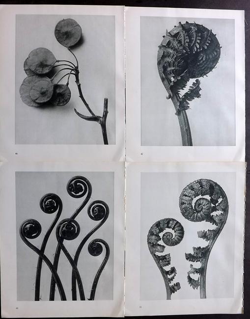 Blossfeldt, Karl 1935 Lot of 4 Botanical Prints (1 of 2)