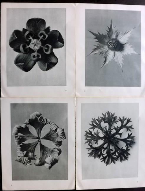 Blossfeldt, Karl 1935 Lot of 4 Botanical Prints (1 of 2)
