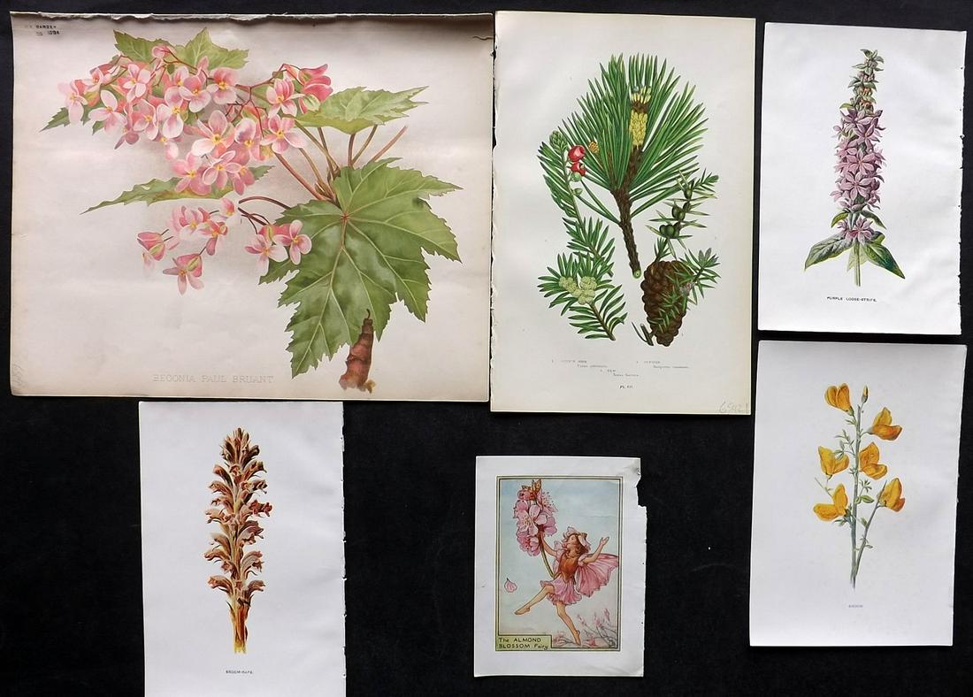 Botanical Prints C1895-C1940 Mixed Lot of 6 (1 of 2)