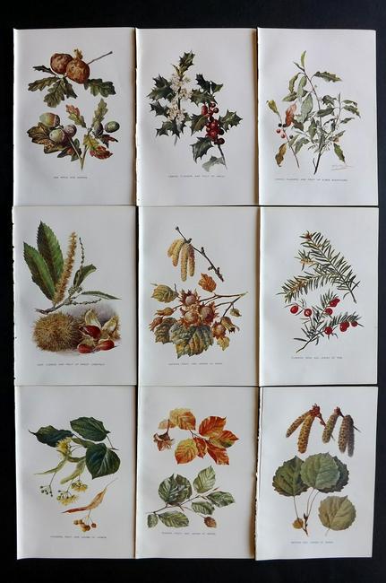 Boulger, George 1907 Lot of 9 Botanical Prints (1 of 2)