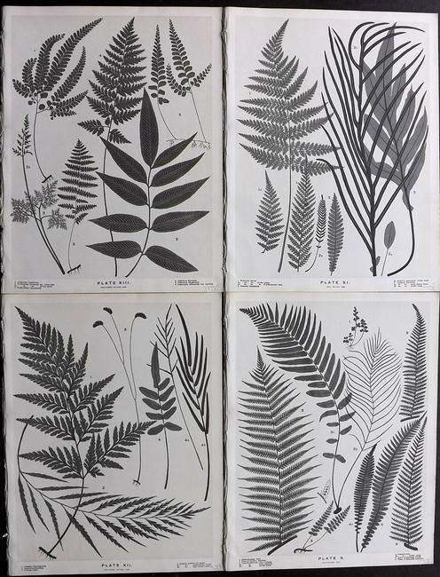 Field, Henry 1890 Lot of 4 New Zealand Fern Prints (1 of 2)