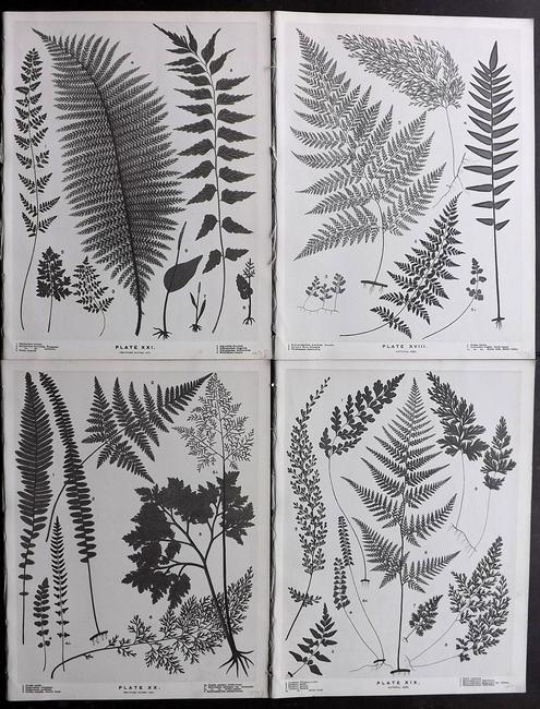 Field, Henry 1890 Lot of 4 New Zealand Fern Prints (1 of 2)