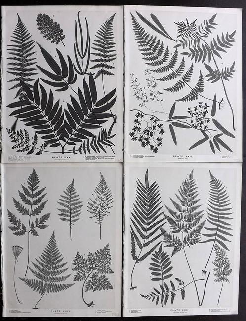 Field, Henry 1890 Lot of 4 New Zealand Fern Prints (1 of 2)