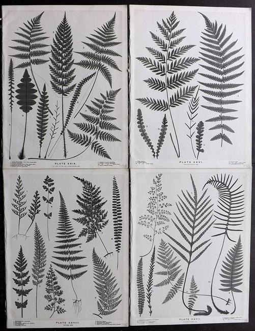 Field, Henry 1890 Lot of 4 New Zealand Fern Prints (1 of 2)