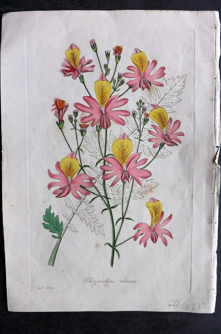 Paxton, Joseph C1835 HC Botanical Print. Schizanthus (1 of 2)