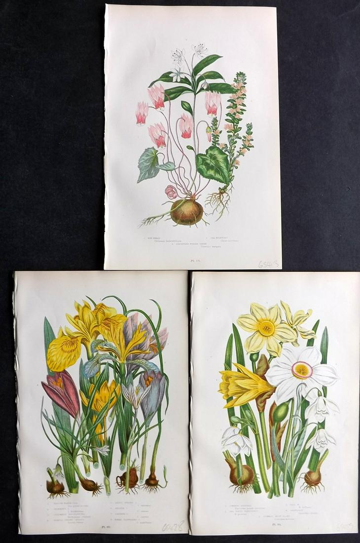 Pratt, Anne 1899 Lot of 3. Iris Daffodil Cyclamen: Chromolithographs Published 1899-1905 by Frederick Warne & Co, London for "The Flowering Plants, Grasses, Sedges & Ferns of Great Britain" by Anne Pratt. Paper Size: 9.5 x 6 inch (24 x 15cm) Good Cond