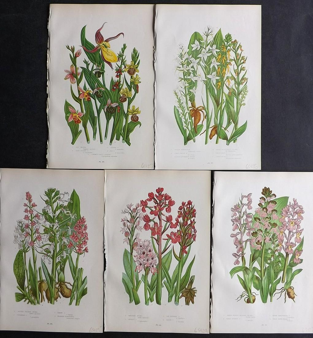 Pratt, Anne 1899 Lot of 5 Botanical Prints. Orchids: Chromolithographs Published 1899-1905 by Frederick Warne & Co, London for "The Flowering Plants, Grasses, Sedges & Ferns of Great Britain" by Anne Pratt. Paper Size: 9.5 x 6 inch (24 x 15cm) Good Cond