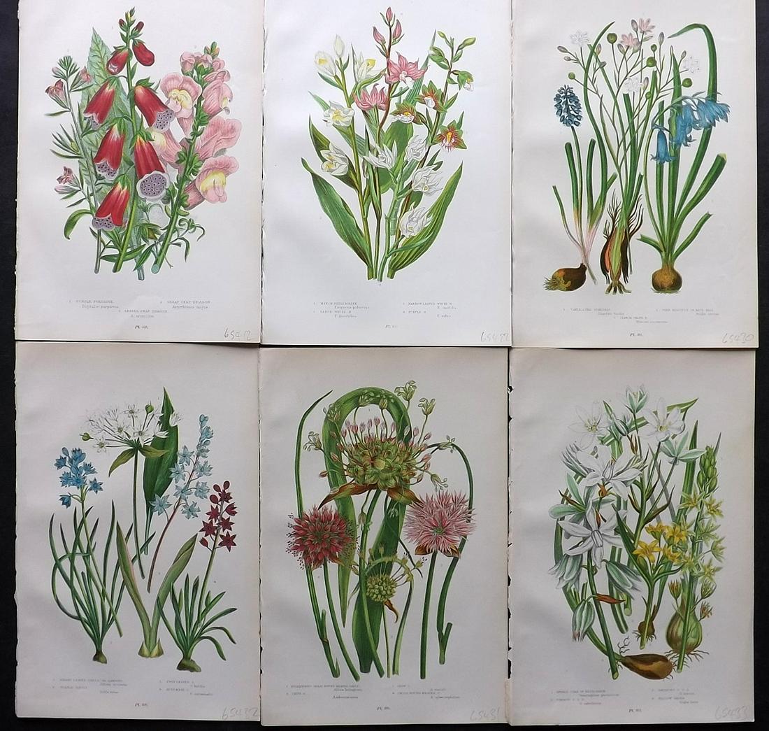 Pratt, Anne 1899 Lot of 6 Antique Botanical Prints: Chromolithographs Published 1899-1905 by Frederick Warne & Co, London for "The Flowering Plants, Grasses, Sedges & Ferns of Great Britain" by Anne Pratt. Paper Size: 9.5 x 6 inch (24 x 15cm) Good Cond