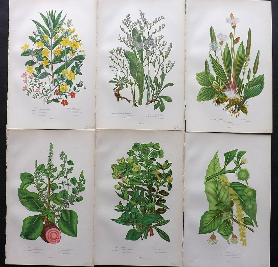 Pratt, Anne 1899 Lot of 6 Antique Botanical Prints: Chromolithographs Published 1899-1905 by Frederick Warne & Co, London for "The Flowering Plants, Grasses, Sedges & Ferns of Great Britain" by Anne Pratt. Paper Size: 9.5 x 6 inch (24 x 15cm) Good Cond