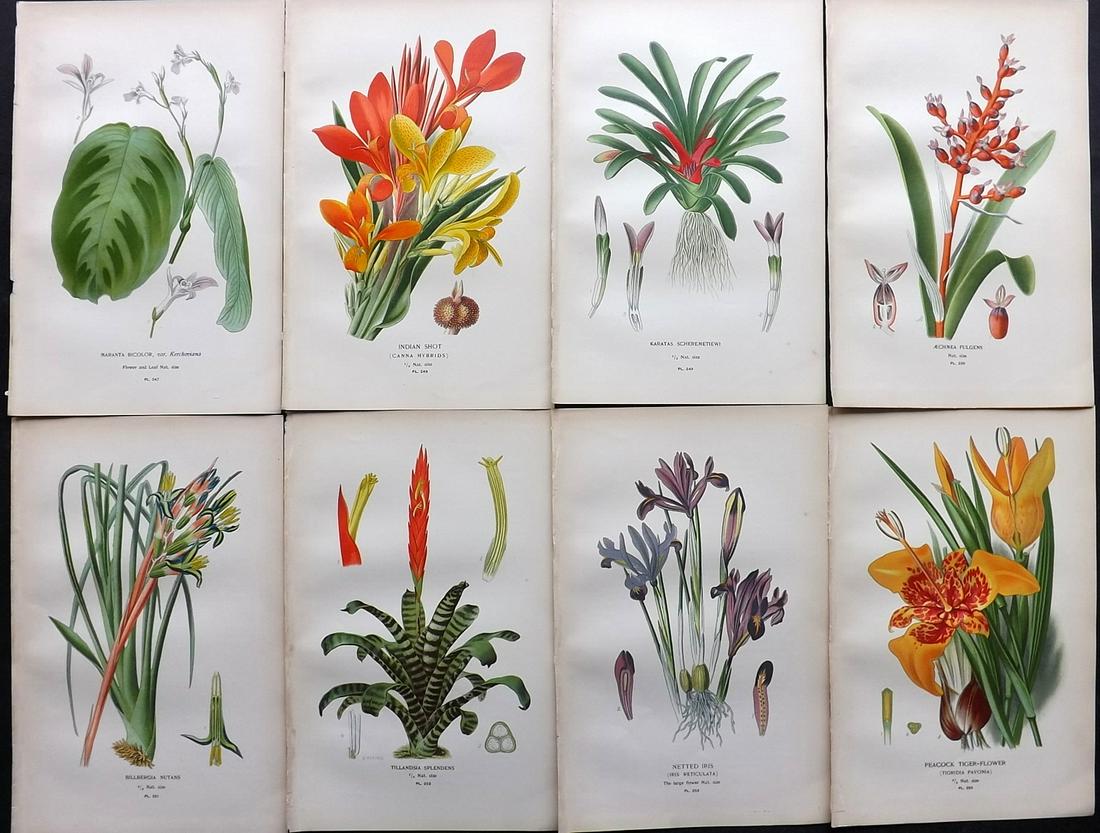 Step, Edward 1897 Lot of 8 Botanical Prints: Chromolithographs Published 1896-97 by Frederick Warne & Co., London for "Favourite Flowers of Garden and Greenhouse" by Edward Step and William Watson. Paper Size: 9.5 x 6 inch (24 x 15cm) Good Condi