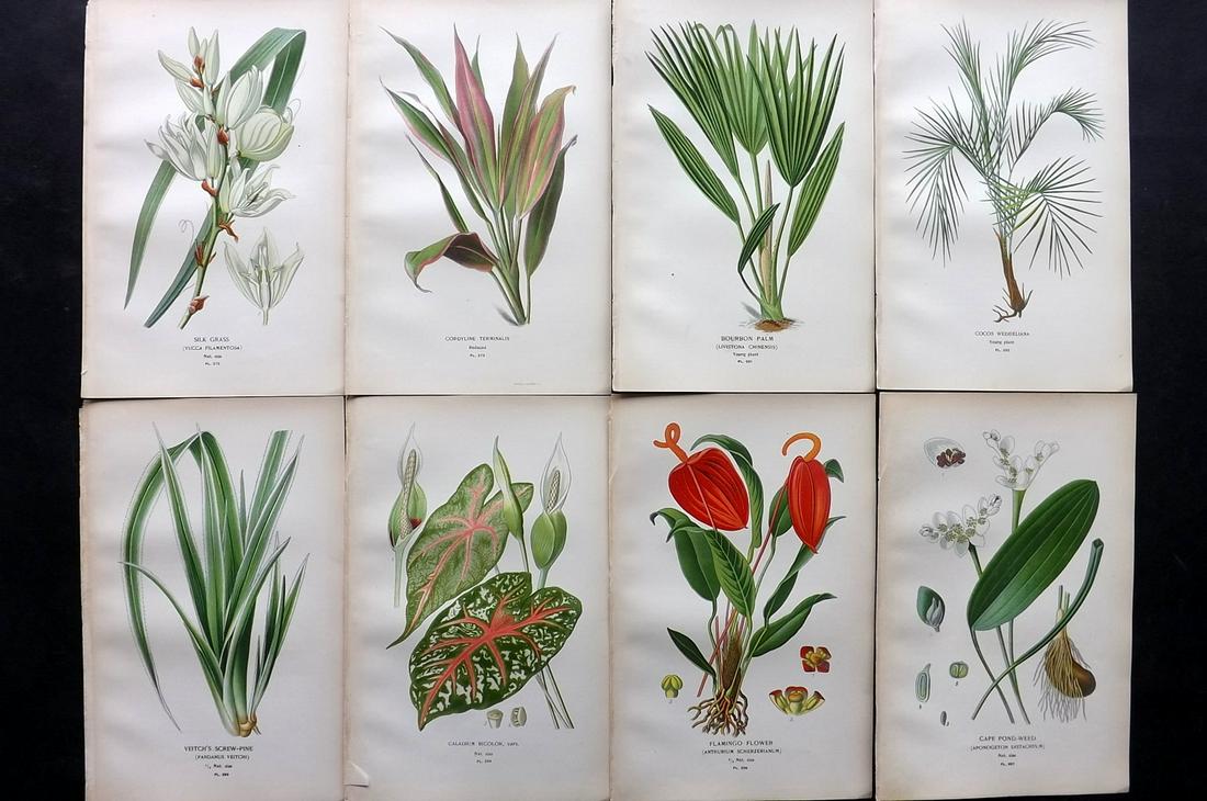 Step, Edward 1897 Lot of 8 Botanical Prints: Chromolithographs Published 1896-97 by Frederick Warne & Co., London for "Favourite Flowers of Garden and Greenhouse" by Edward Step and William Watson. Paper Size: 9.5 x 6 inch (24 x 15cm) Good Condi