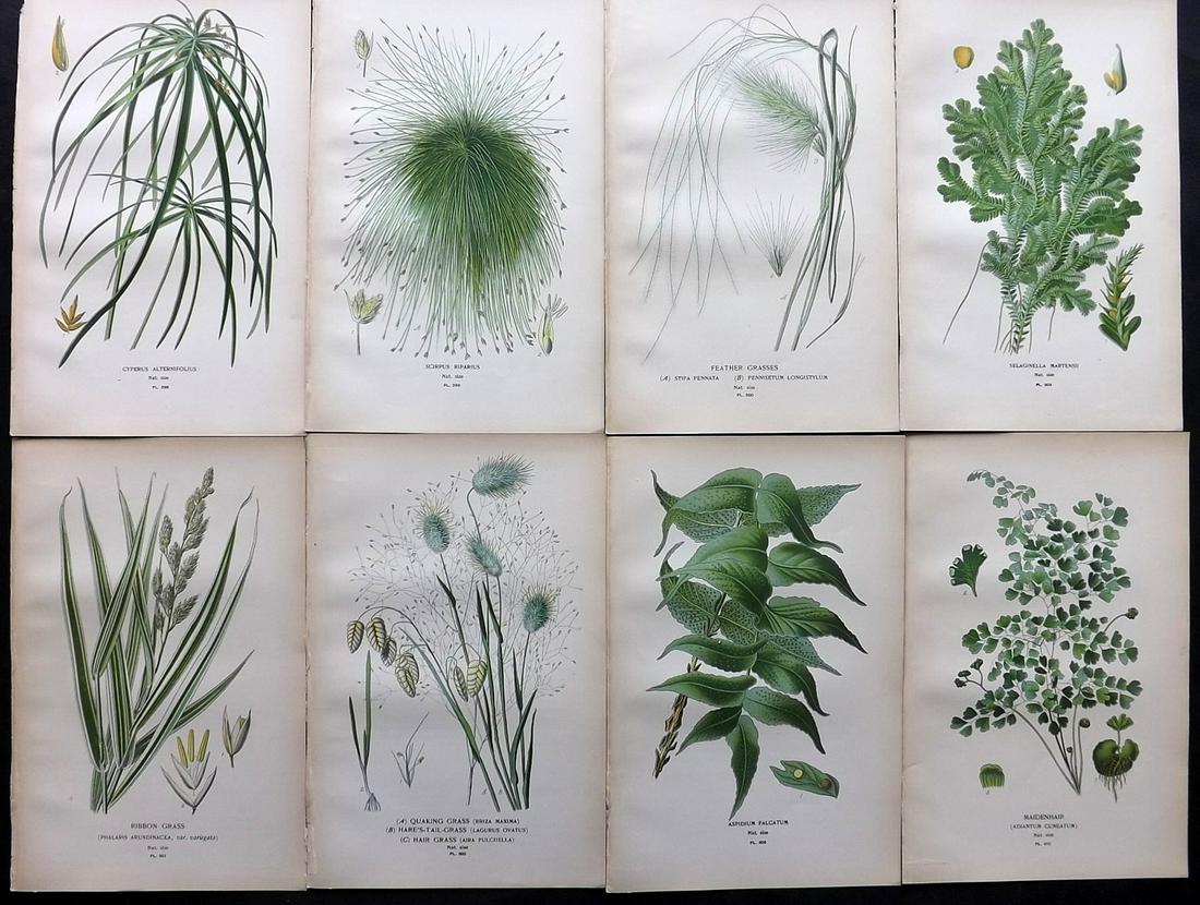 Step, Edward 1897 Lot of 8 Botanical Prints: Chromolithographs Published 1896-97 by Frederick Warne & Co., London for "Favourite Flowers of Garden and Greenhouse" by Edward Step and William Watson. Paper Size: 9.5 x 6 inch (24 x 15cm) Good Condi