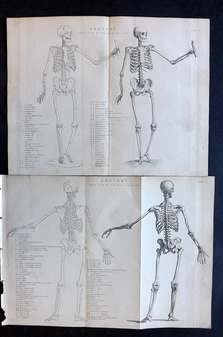 National Encyclopedia C1875 Pair of Anatomy Prints (1 of 2)