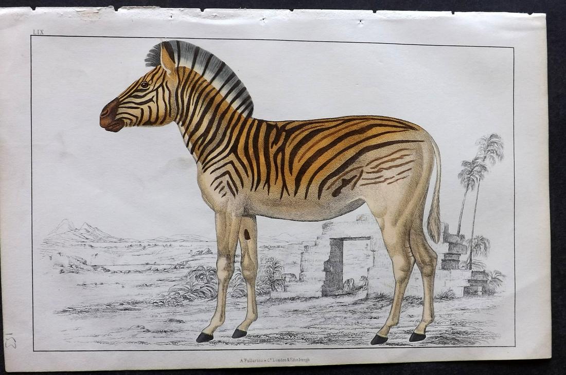 Goldsmith, Oliver C1850 Hand Col Print. Extinct Quagga (1 of 2)
