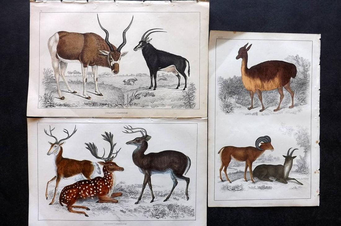 Goldsmith, Oliver C1850 Lot of 3. Deer Antelope Lama (1 of 2)