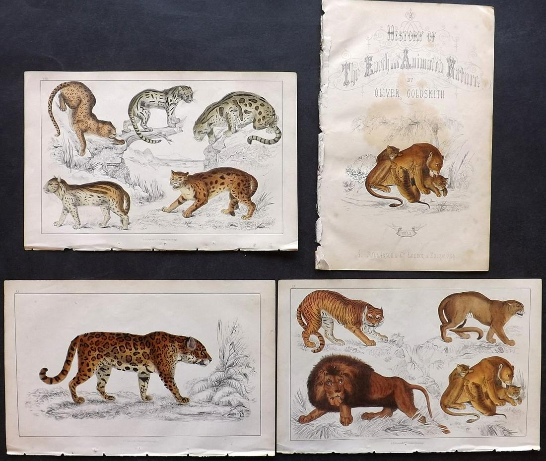 Goldsmith, Oliver C1850 Lot of 4 HC Prints. Lion, Tiger (1 of 2)