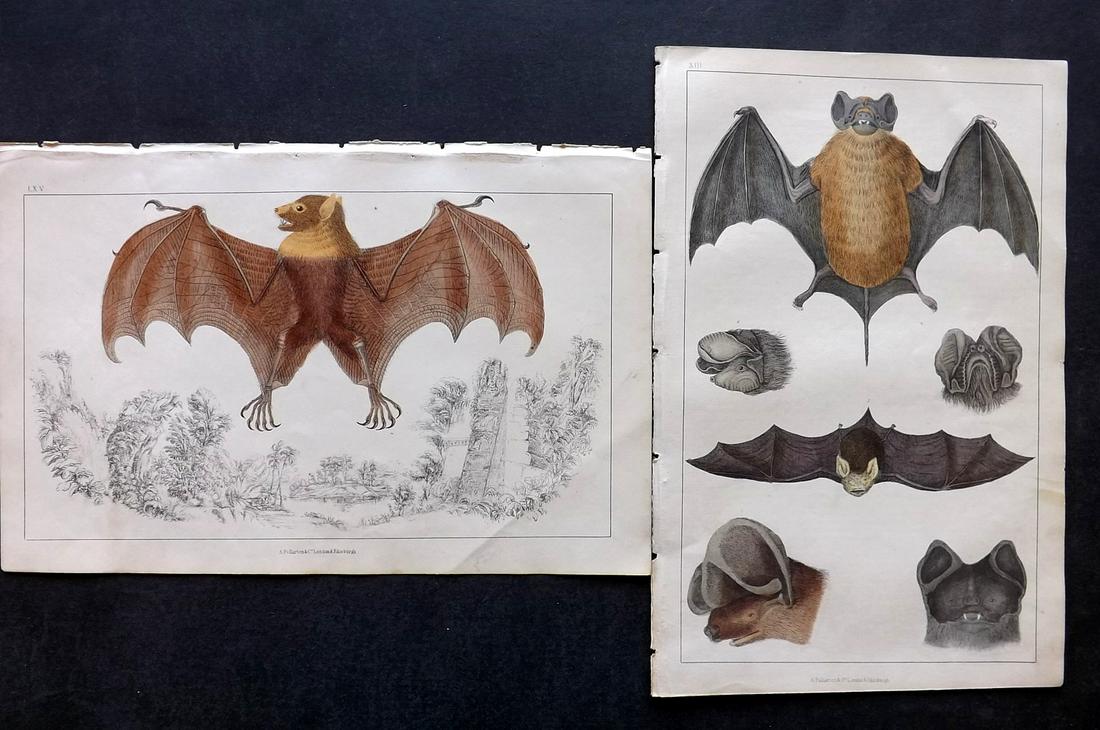 Goldsmith, Oliver C1850 Pair of Hand Col Bat Prints (1 of 2)