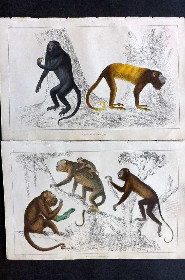 Goldsmith, Oliver C1850 Pair of Hand Col Monkey Prints (1 of 2)