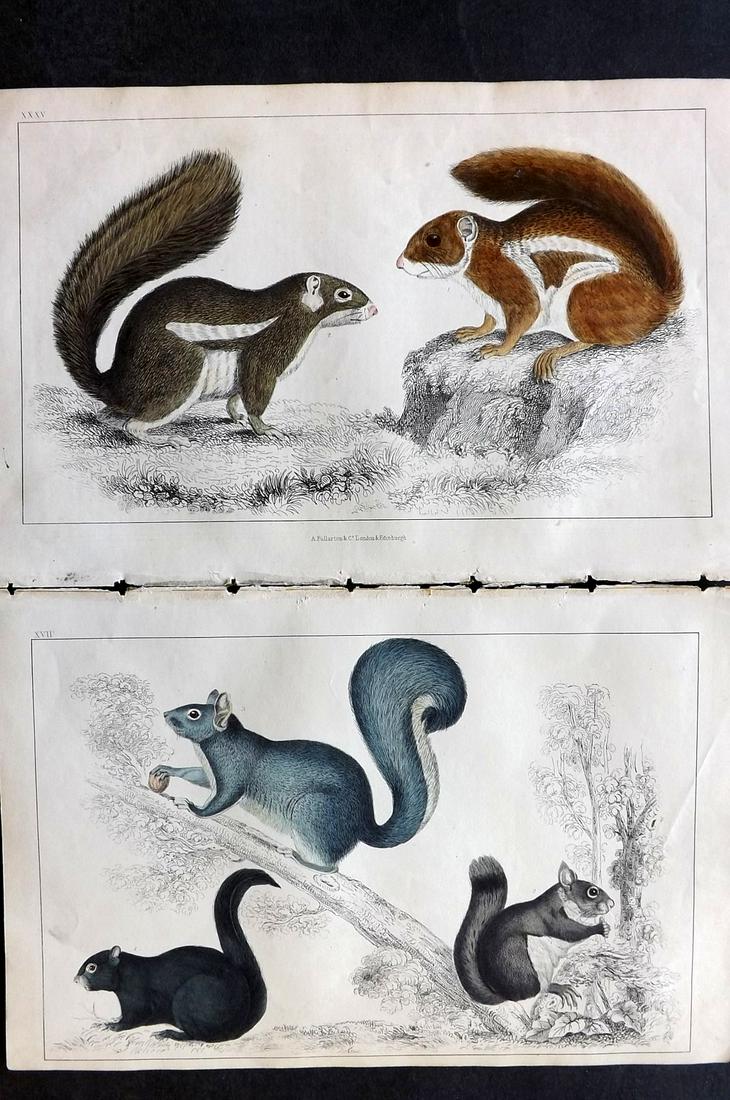 Goldsmith, Oliver C1850 Pair of Hand Col Squirrel Prints (1 of 2)