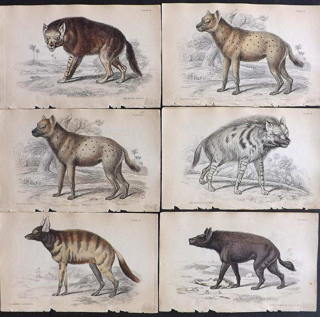 Jardine, William C1850 Lot of 6 Hand Col Hyena Prints (1 of 2)