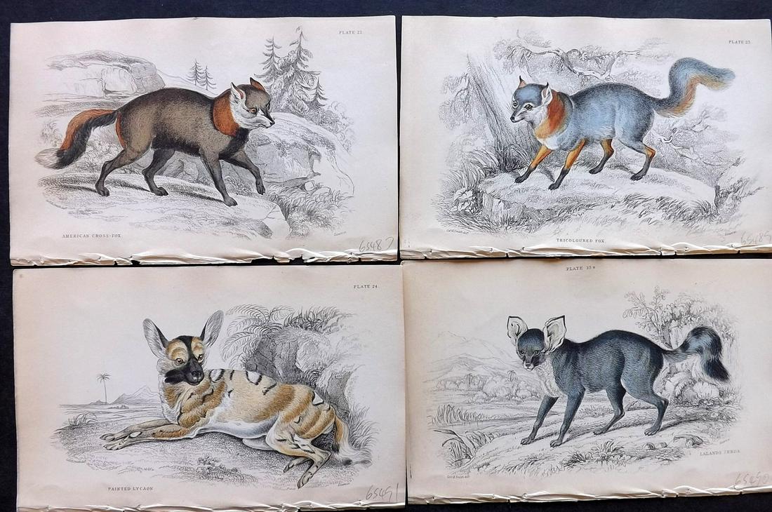 Jardine, William C1850 Lot of 4 Hand Col Fox etc Prints (1 of 2)
