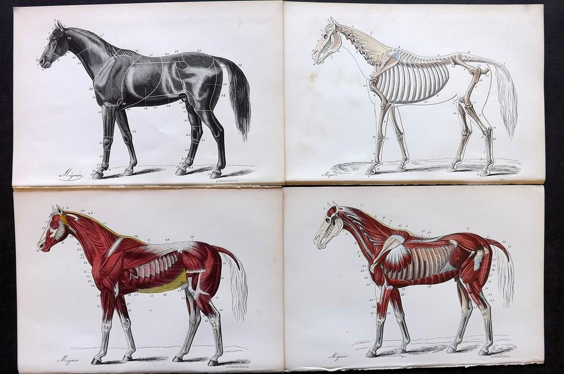 McBride, J. A. C1889 Lot of 4 Horse Anatomy Prints (1 of 2)