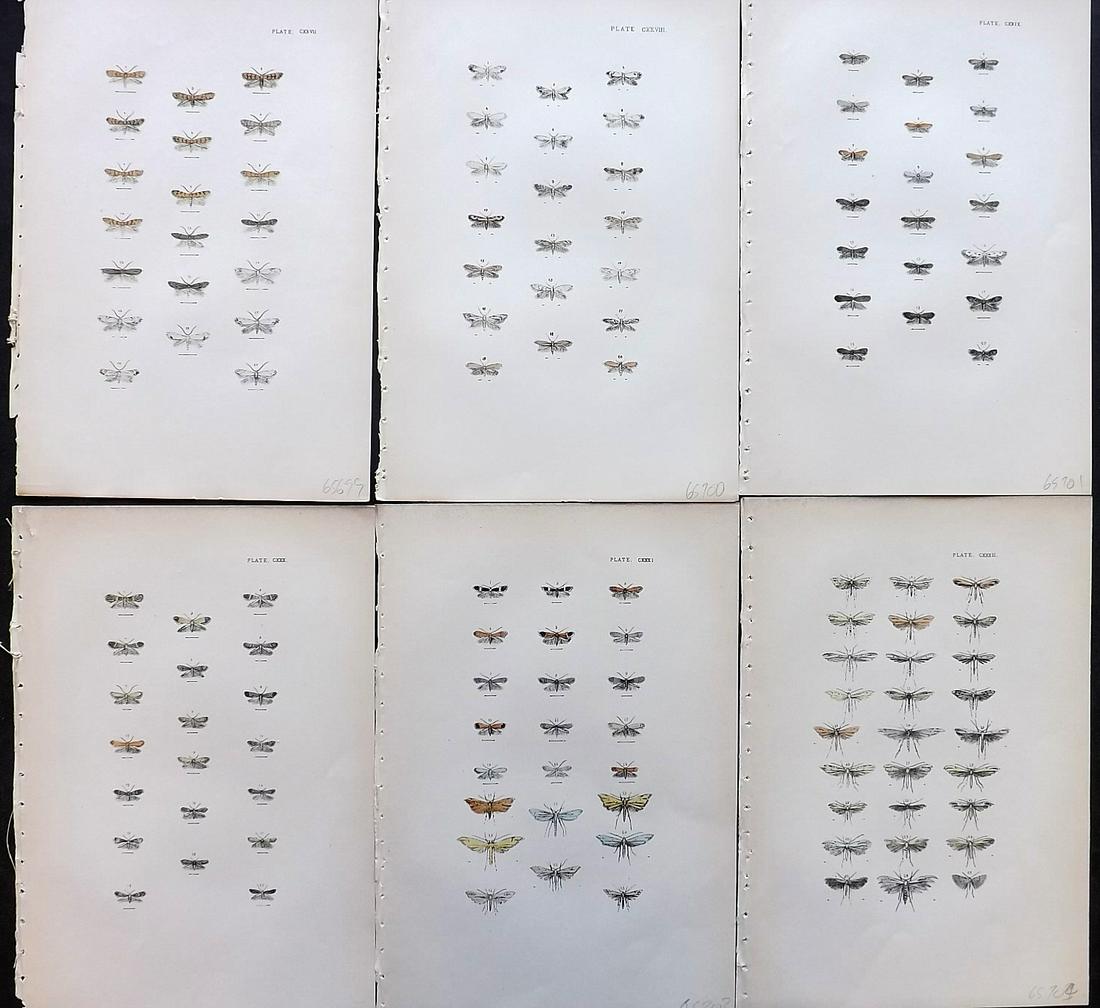 Morris, Francis 1903 Lot of 6 Antique Moth Prints: Lithographs Published 1894, London for "A Natural History of British Moths" by the Rev. Francis Orpen Morris. Fine hand colour as issued. With accompanying descriptive text sheets. Paper Size: 10 x 7 