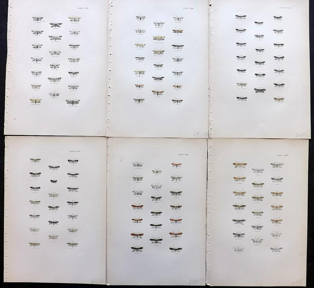 Morris, Francis 1903 Lot of 6 Antique Moth Prints: Lithographs Published 1894, London for "A Natural History of British Moths" by the Rev. Francis Orpen Morris. Fine hand colour as issued. With accompanying descriptive text sheets. Paper Size: 10 x 7 