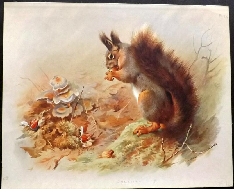 Thorburn, Archibald 1920 Rare Folio Print. Squirrel: Folio Chromolithographs Published 1920-21, London for "British Mammals" by Archibald Thorburn. On Heavy Stock Paper. Rare. This Edition Limited to 500 Copies. Paper Size: 12.5 x 10 inch (32 x 25cm) Go