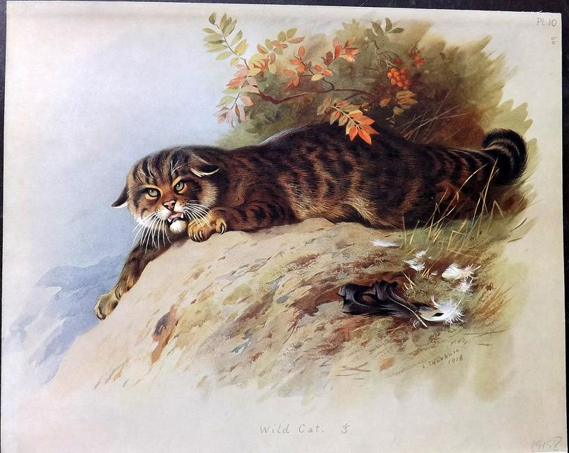 Thorburn, Archibald 1920 Rare Folio Print. Wild Cat (1 of 2)