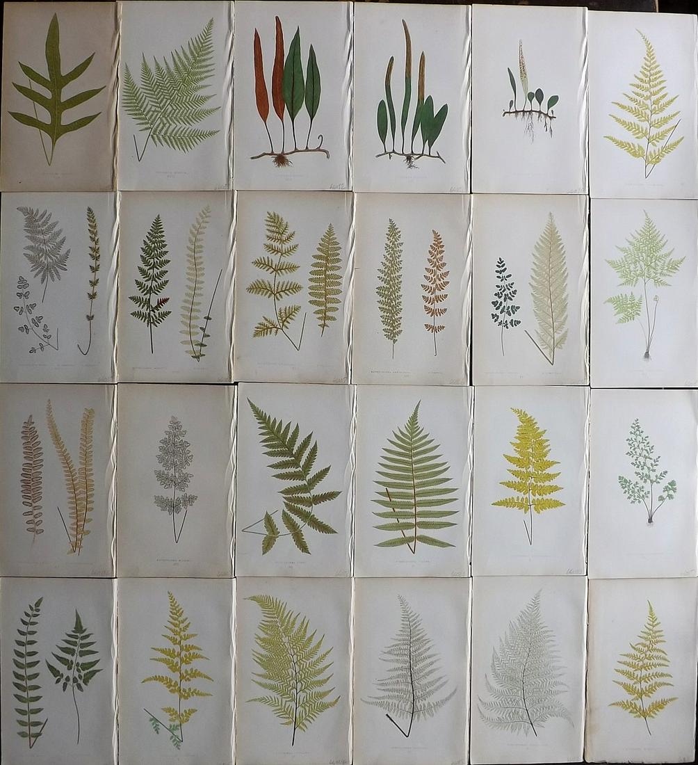 Lowe, Edward 1861 Lot of 24 Antique Fern Prints: Woodblocks Published 1861-64 by Groombridge and Sons, London for "Ferns: British and Exotic" by Edward Lowe. Illustrated by A.F. Lydon. Printed by Benjamin Fawcett. Paper Size: 10 x 7 inch (25 x 18cm)