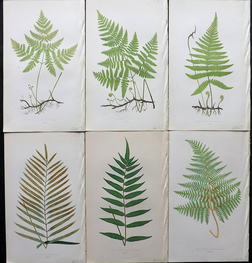 Lowe, Edward 1861 Lot of 6 Antique Fern Prints: Woodblocks Published 1861-64 by Groombridge and Sons, London for "Ferns: British and Exotic" by Edward Lowe. Illustrated by A.F. Lydon. Printed by Benjamin Fawcett. Paper Size: 10 x 7 inch (25 x 18cm)