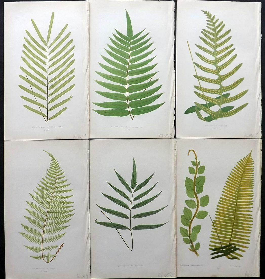 Lowe, Edward 1861 Lot of 6 Antique Fern Prints: Woodblocks Published 1861-64 by Groombridge and Sons, London for "Ferns: British and Exotic" by Edward Lowe. Illustrated by A.F. Lydon. Printed by Benjamin Fawcett. Paper Size: 10 x 7 inch (25 x 18cm)
