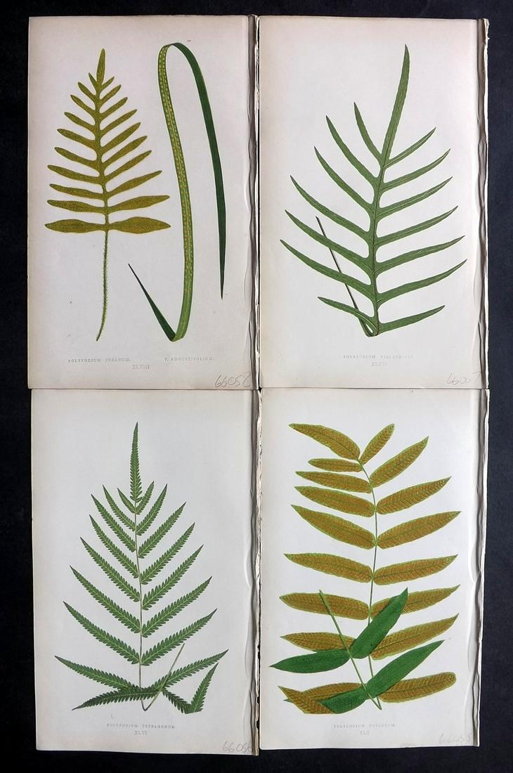 Lowe, Edward 1861 Lot of 4 Antique Fern Prints: Woodblocks Published 1861-64 by Groombridge and Sons, London for "Ferns: British and Exotic" by Edward Lowe. Illustrated by A.F. Lydon. Printed by Benjamin Fawcett. Paper Size: 10 x 7 inch (25 x 18cm)
