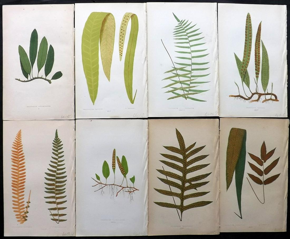 Lowe, Edward 1861 Lot of 8 Antique Fern Prints: Woodblocks Published 1861-64 by Groombridge and Sons, London for "Ferns: British and Exotic" by Edward Lowe. Illustrated by A.F. Lydon. Printed by Benjamin Fawcett. Paper Size: 10 x 7 inch (25 x 18cm)