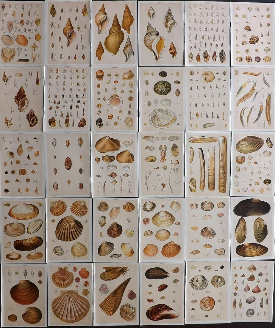 Gordon, W. J. C1900 Lot of 30 Shell Prints (1 of 10)