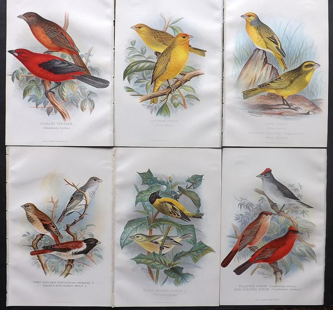 Frohawk & Butler 1899 Lot of 6 Antique Bird Prints: Chromolithographs Published 1899, Hull and London for "Foreign Finches in Captivity" by Arthur G. Butler. Illustrated by F. W. Frohawk. Paper Size: 10.5 x 7 inch (27 x 18cm) Good condition