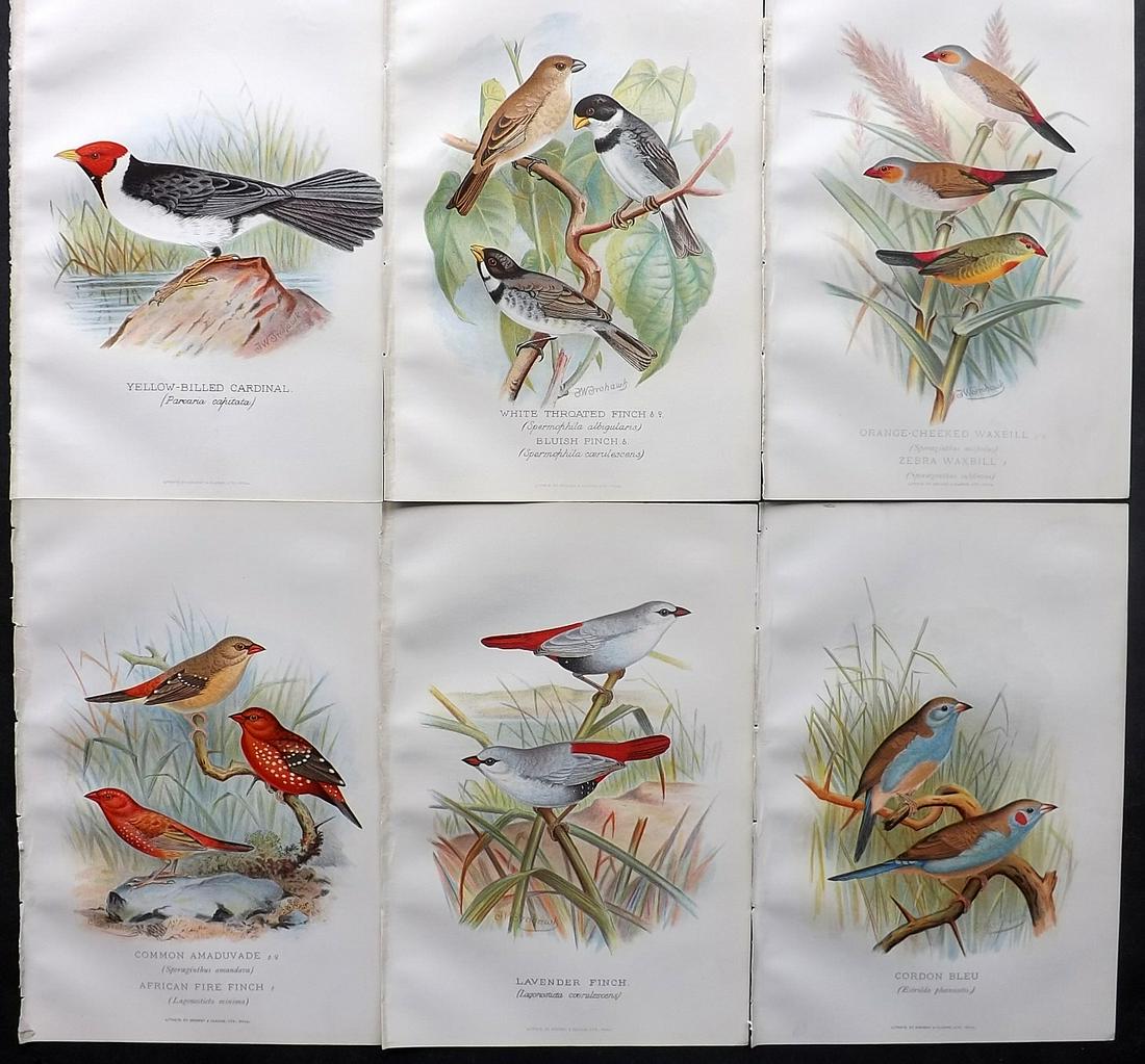 Frohawk & Butler 1899 Lot of 6 Antique Bird Prints (1 of 2)