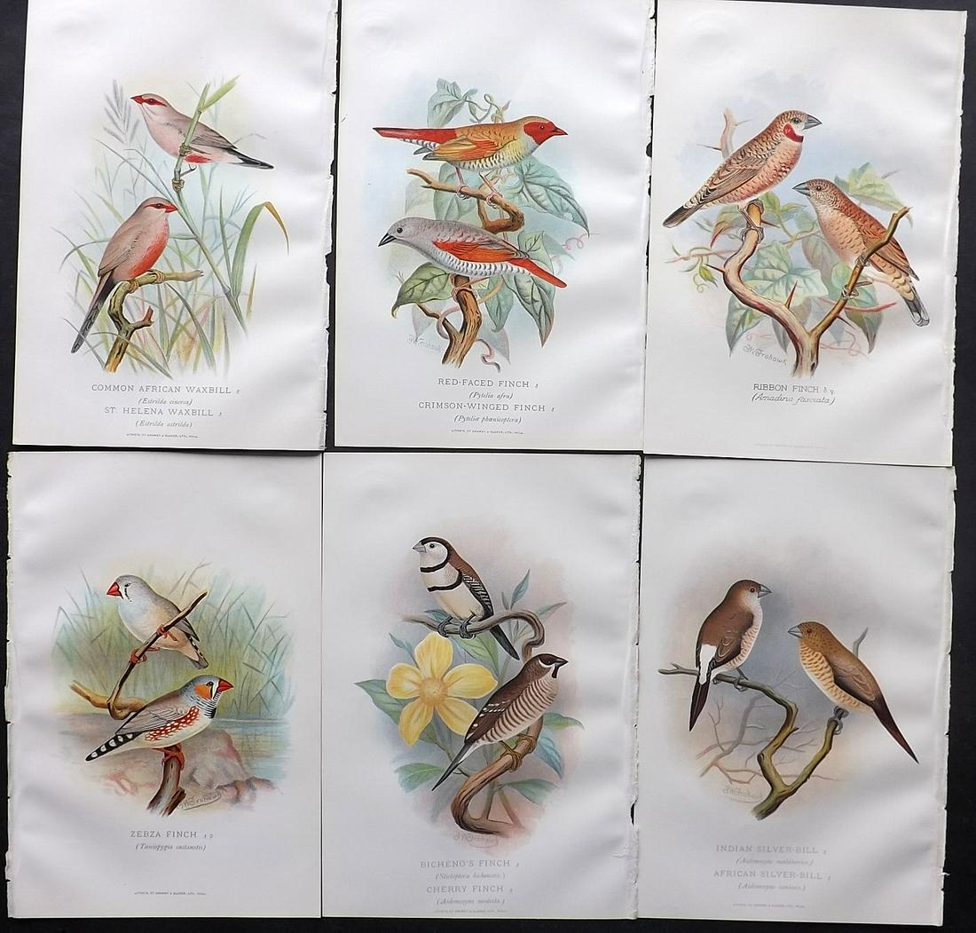 Frohawk & Butler 1899 Lot of 6 Antique Bird Prints: Chromolithographs Published 1899, Hull and London for "Foreign Finches in Captivity" by Arthur G. Butler. Illustrated by F. W. Frohawk. Paper Size: 10.5 x 7 inch (27 x 18cm) Good condition