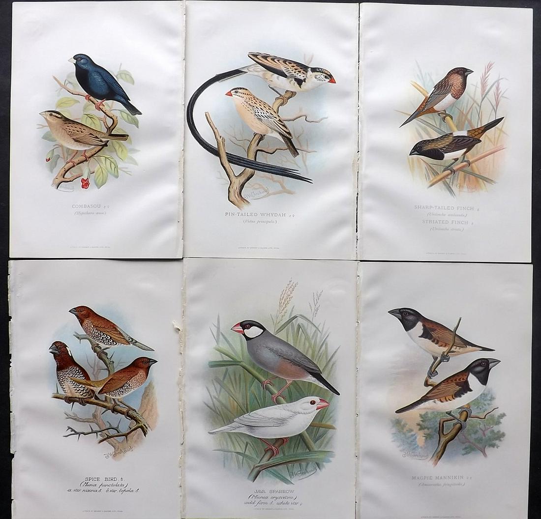 Frohawk & Butler 1899 Lot of 6 Antique Bird Prints: Chromolithographs Published 1899, Hull and London for "Foreign Finches in Captivity" by Arthur G. Butler. Illustrated by F. W. Frohawk. Paper Size: 10.5 x 7 inch (27 x 18cm) Good condition