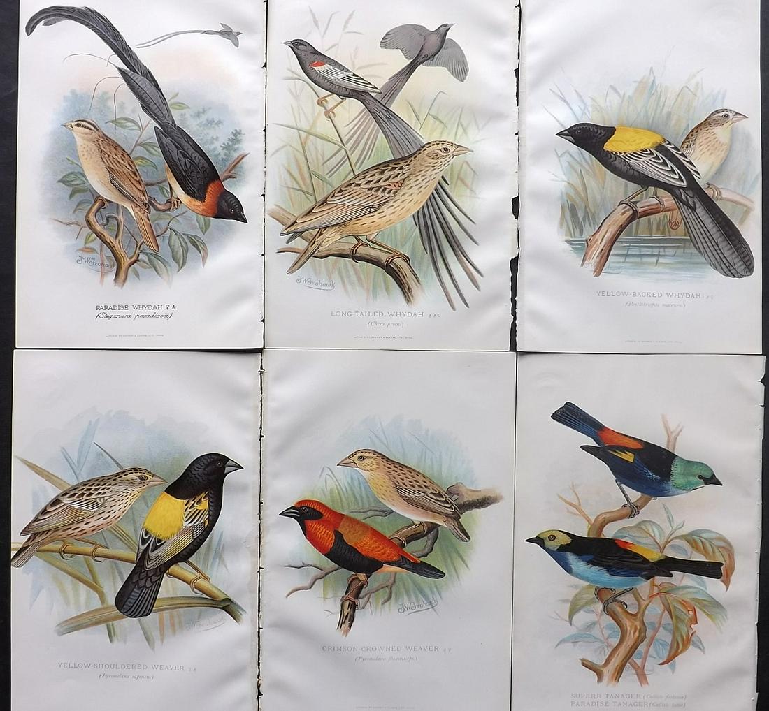 Frohawk & Butler 1899 Lot of 6 Antique Bird Prints (1 of 2)