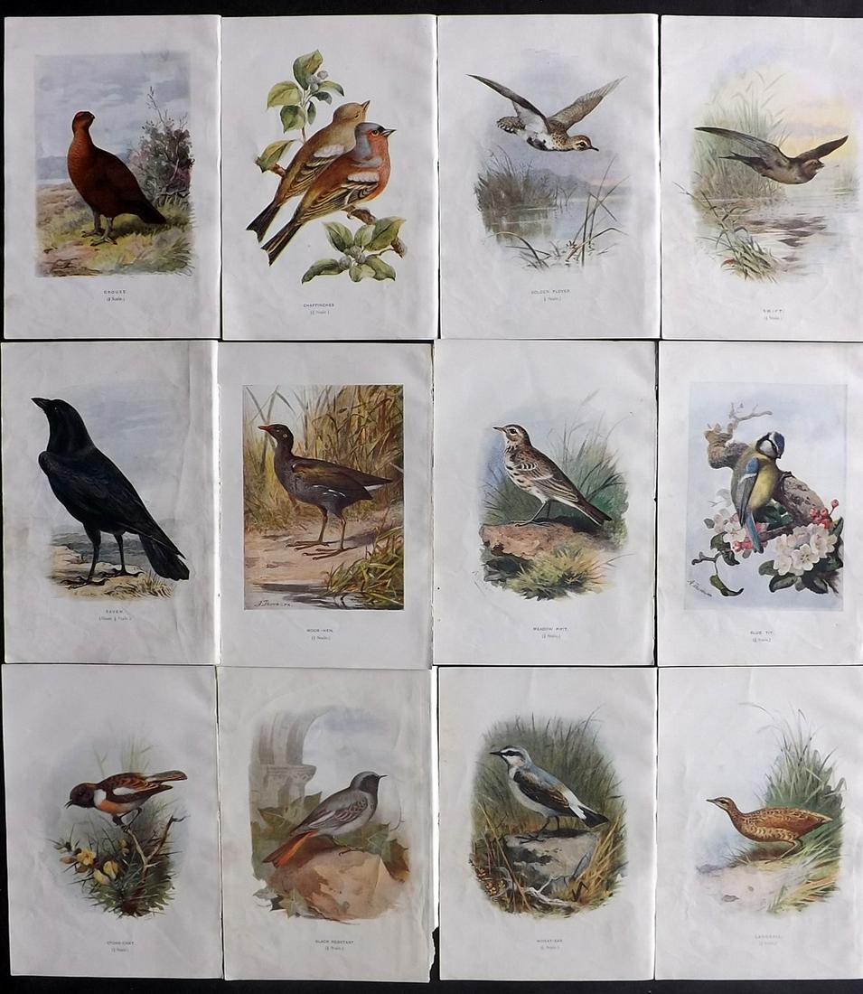 Swaysland, Walter 1901 Lot of 12 Bird Prints (1 of 2)