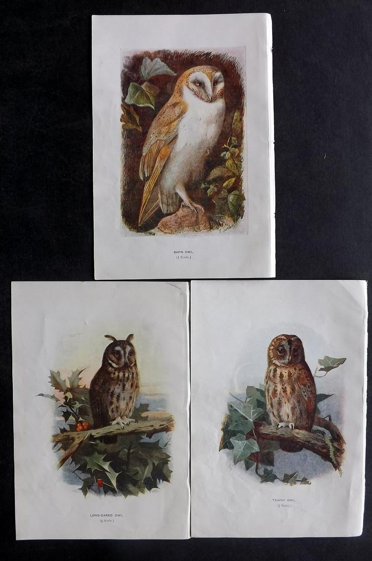 Swaysland, Walter 1901 Lot of 3 Owl Prints (1 of 2)